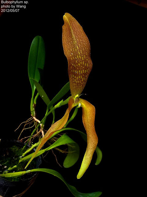 Bulbophyllum singulare