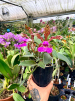 Carica l'immagine nel visualizzatore Galleria, Cattleya pantherina 'Red'