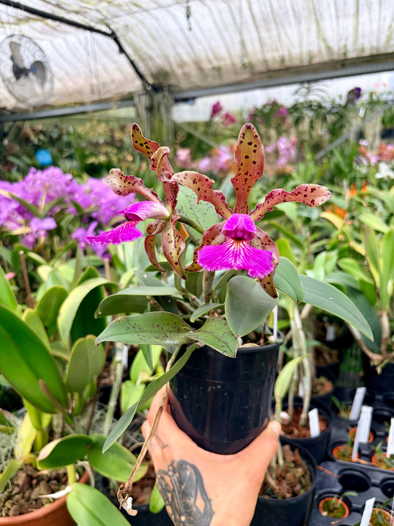 Cattleya pantherina 'Red'