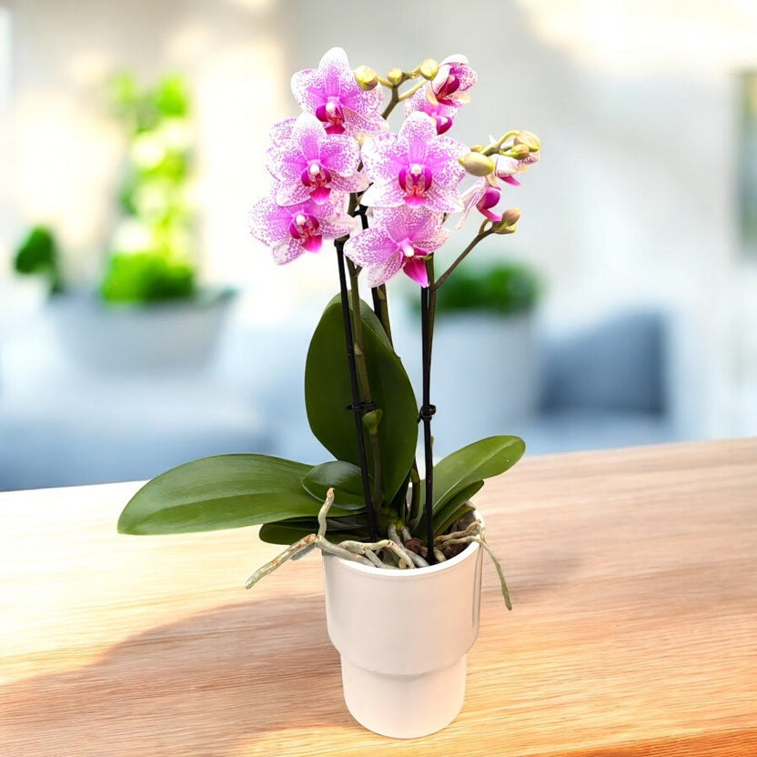 Phalaenopsis Rotterdam