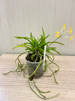 Load image into Gallery viewer, Neofinetia falcata 'Kibana Fuuran' 黄花風蘭 - BIG