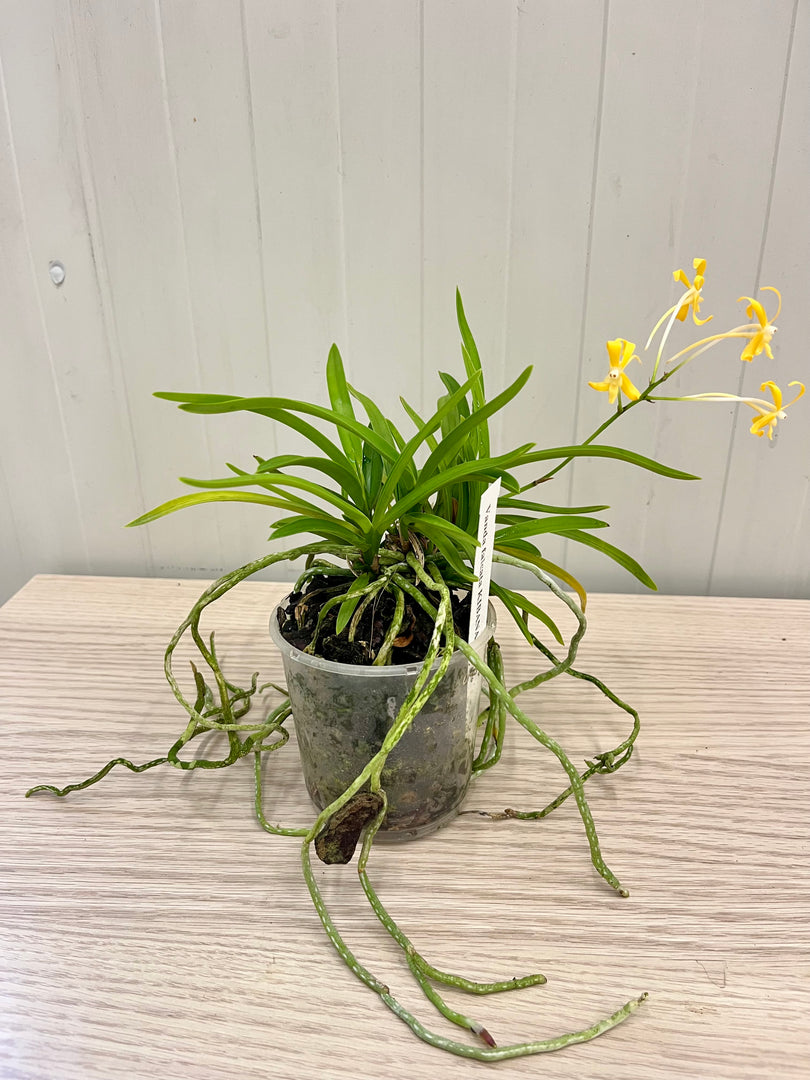 Neofinetia falcata 'Kibana Fuuran' 黄花風蘭 - BIG