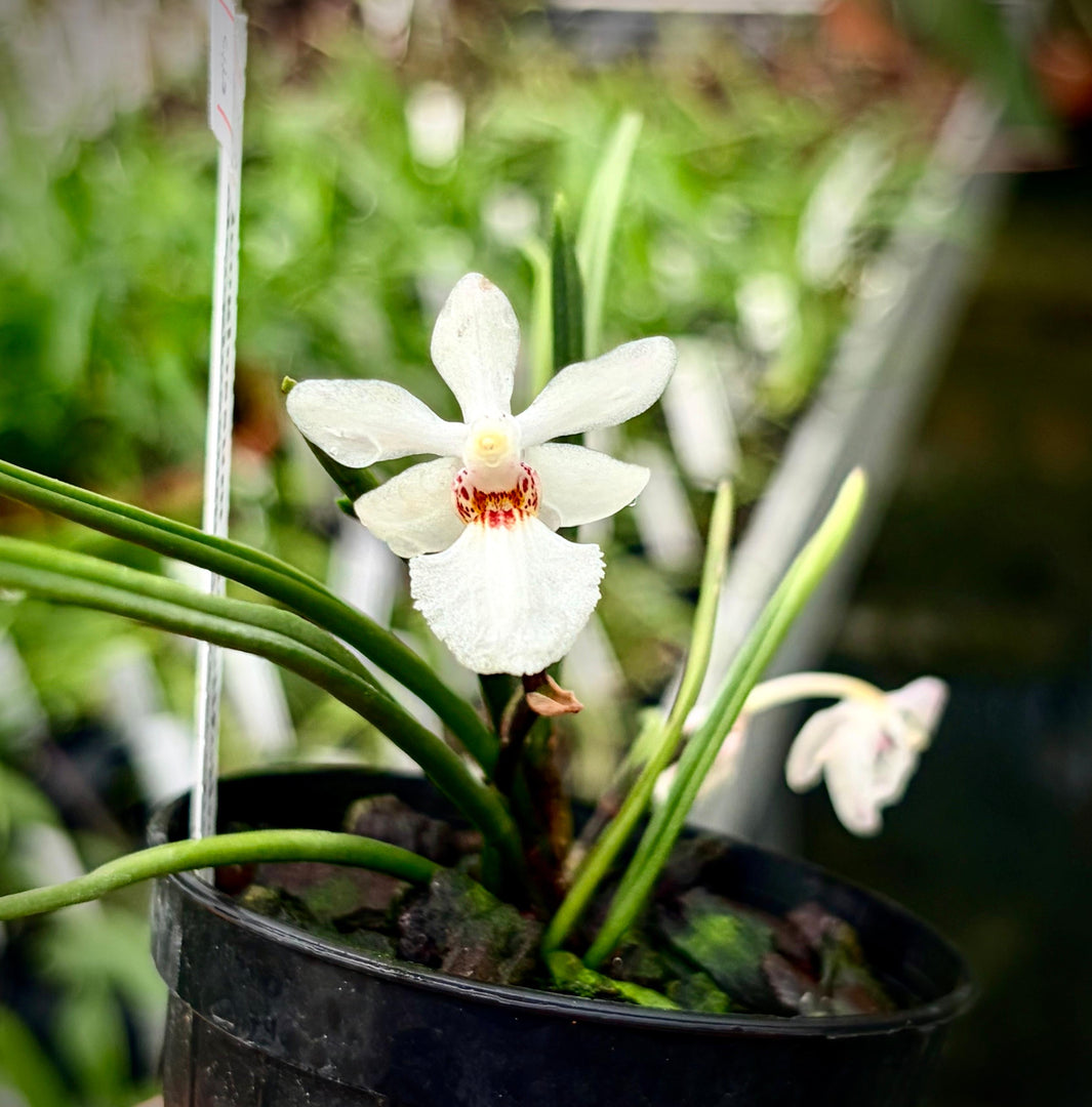 Holcoglossum subulifolium x flavescens