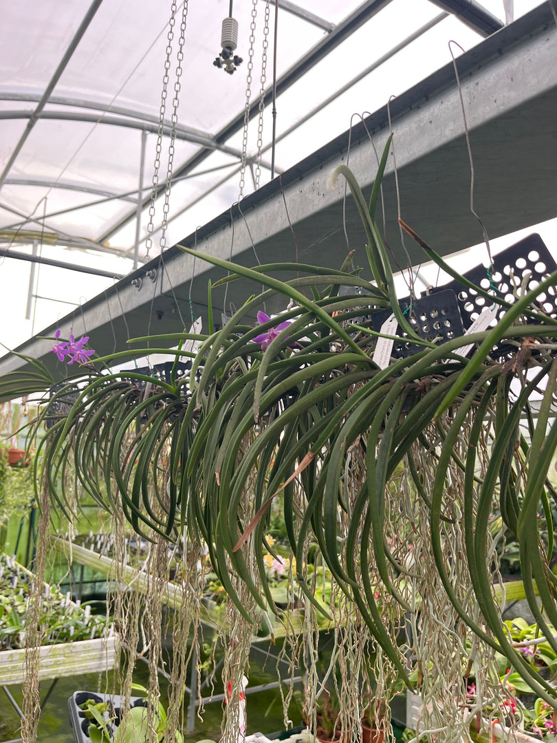 Darwinara Charm 'Blue Star' (Neof. falcata x Vasco. Tham Yuen Hae)