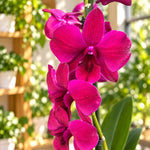 Laden Sie das Bild in den Galerie-Betrachter hoch, Dendrobium Burana Racha