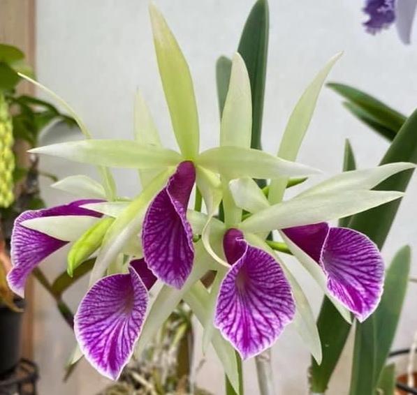 Brassocattleya Clear Stars (Brassavola nodosa × Cattleya Hsinying Pub)