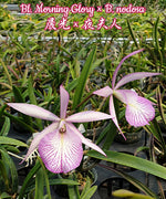 Carica l&#39;immagine nel visualizzatore Galleria, Brassavola BL. Morning Glory × B. nodosa
