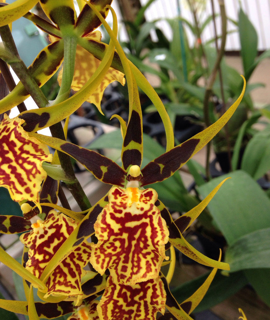OFFERTA CYMBIDIUM