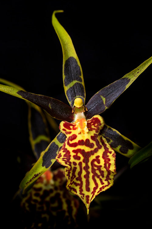 Banfieldara Gilded Tower 'Mystic Maze'