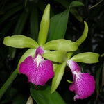 Carica l&#39;immagine nel visualizzatore Galleria, Bc. Binosa x Cattleya Locsthorn
