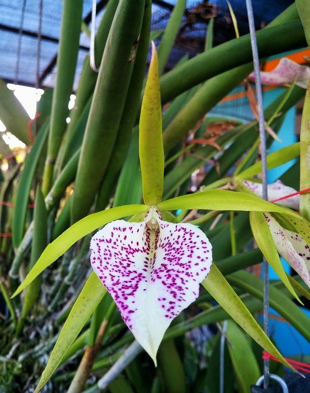 Bc. Nakornpathom Silver 'Joy Black'