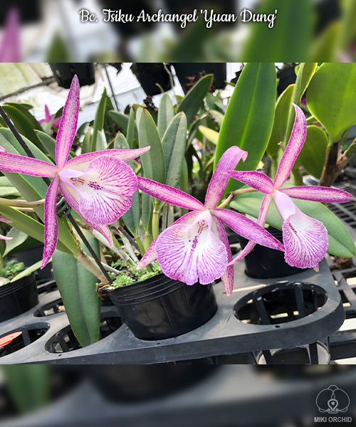 Brassocattleya Tsiku Archangel 'Yuan Dung'