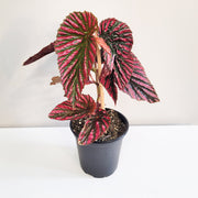 Begonia brevirimosa