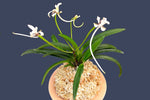 Load image into Gallery viewer, Neofinetia falcata 'Benihichou' 홍비접 紅飛蝶