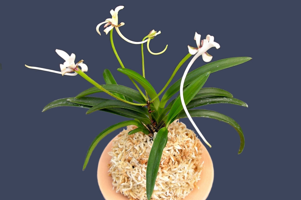 Neofinetia falcata 'Benihichou' 홍비접 紅飛蝶