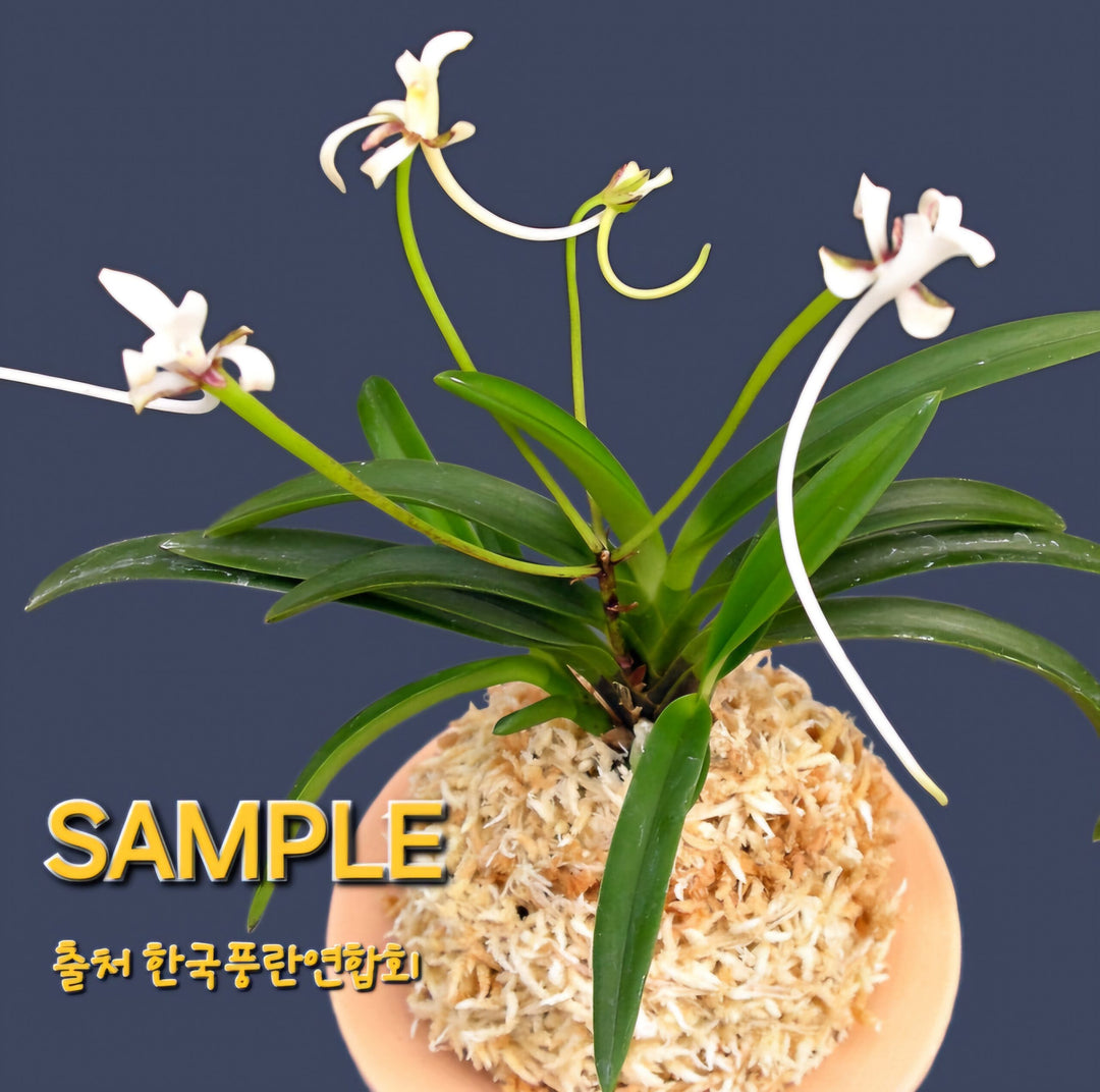 Neofinetia falcata 'Benihichou' 홍비접 紅飛蝶