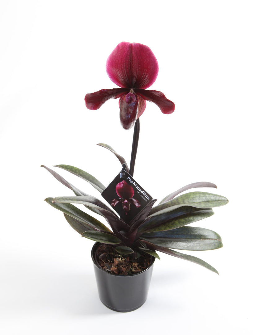Paphiopedilum Black Jack