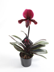 Paphiopedilum Black Jack