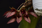 Carica l'immagine nel visualizzatore Galleria, Bulbophyllum frostii x fletcherianum