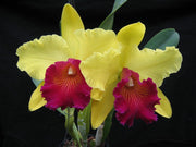 Blc. Alma kee 'Tipmalee'