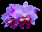 Block. Apricot flare x Lc Sheille comton