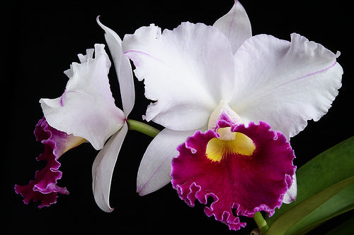 Block. Chyong Guu Swan "White Bowlder"