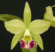 Blc. Greenwich 'Elmhurst' AM/AOS