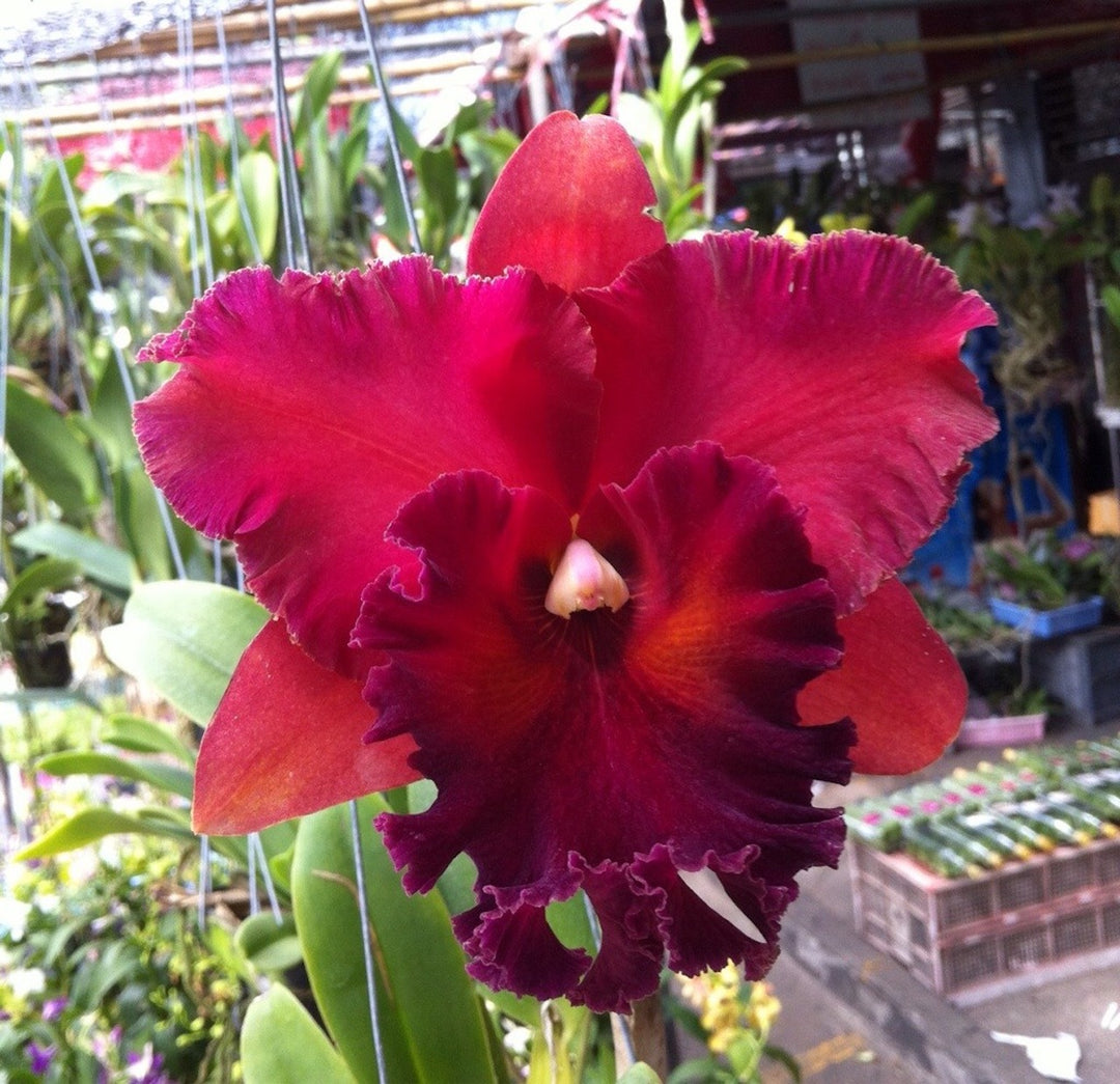 Rhyncholaeliocattleya Haadyai Delight x Oconee