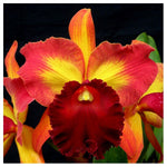 Load image into Gallery viewer, Blc. Kuan miao chen
