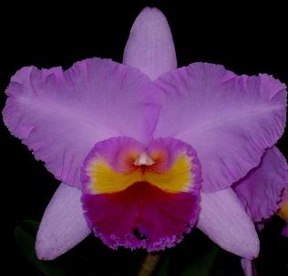 Blc. Pamela Finney 'Victoria'