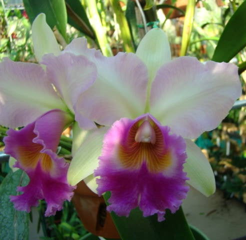 RLC Pink Diamond 'Yenrudee'