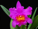 Load image into Gallery viewer, Blc. Pink Empress &quot;Ju-Shen&quot;
