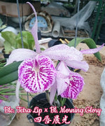 Load image into Gallery viewer, Blc. Tetra Lip × Bl. Morning Glory
