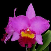 Blc. Tai chung beauty