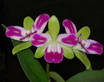 Load image into Gallery viewer, Blc. Village Chief North &#39;Green Genius&#39;
