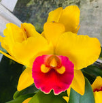 Load image into Gallery viewer, Blc. Young Kong Sun
