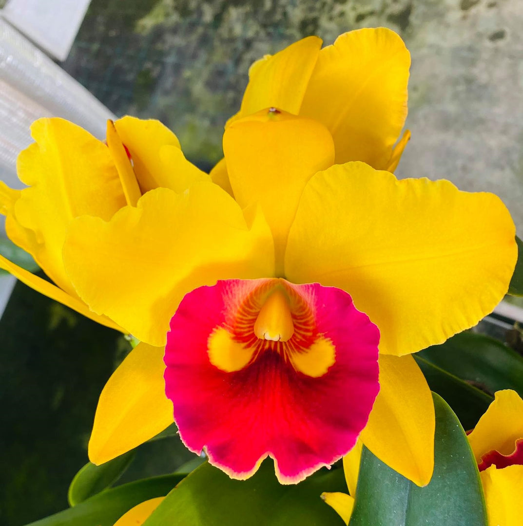 Blc. Young Kong Sun