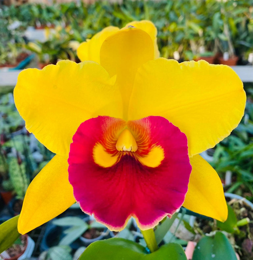 Blc. Young Kong Sun