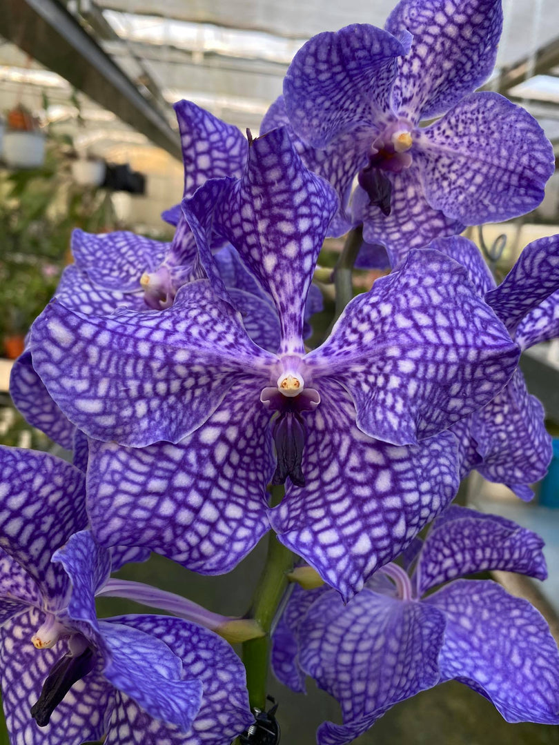 Vanda Blue Magic