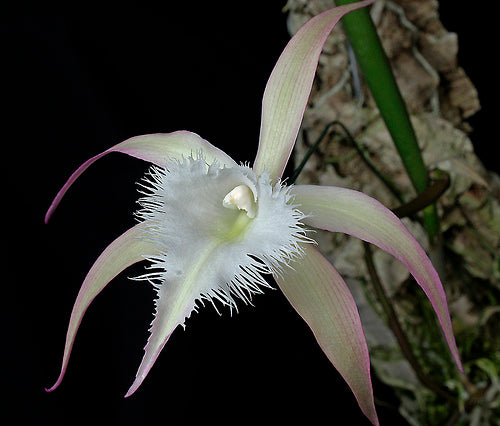 Brassavola David Sander