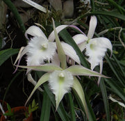 Brassavola David Sander