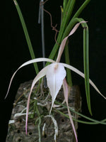 Carica l&#39;immagine nel visualizzatore Galleria, Brassavola Yaki (B. cucullata x B. nodosa)
