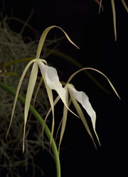 Brassavola Yaki (B. cucullata x B. nodosa)