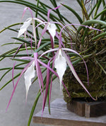 Carica l&#39;immagine nel visualizzatore Galleria, Brassavola Yaki (B. cucullata x B. nodosa)
