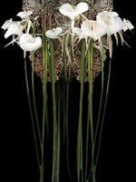 Carica l&#39;immagine nel visualizzatore Galleria, Brassavola acaulis
