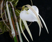 Brassavola acaulis