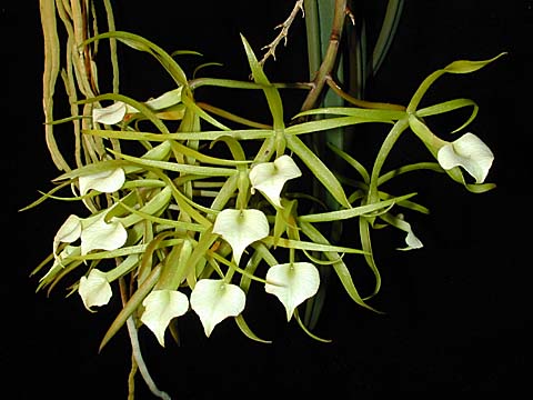 Brassavola cordata