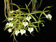 Brassavola cordata