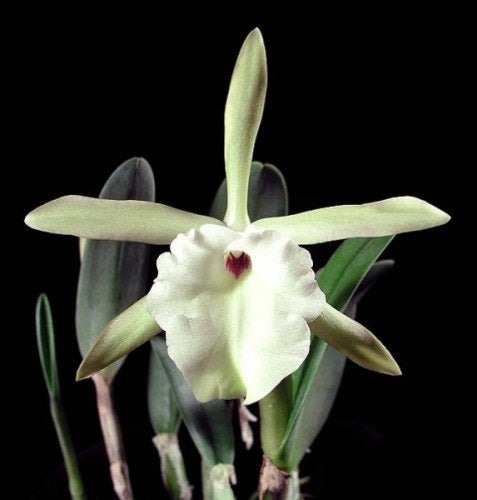 Brassavola glauca
