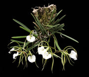 Brassavola nodosa